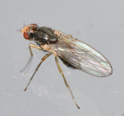 Scaptomyza pallida
